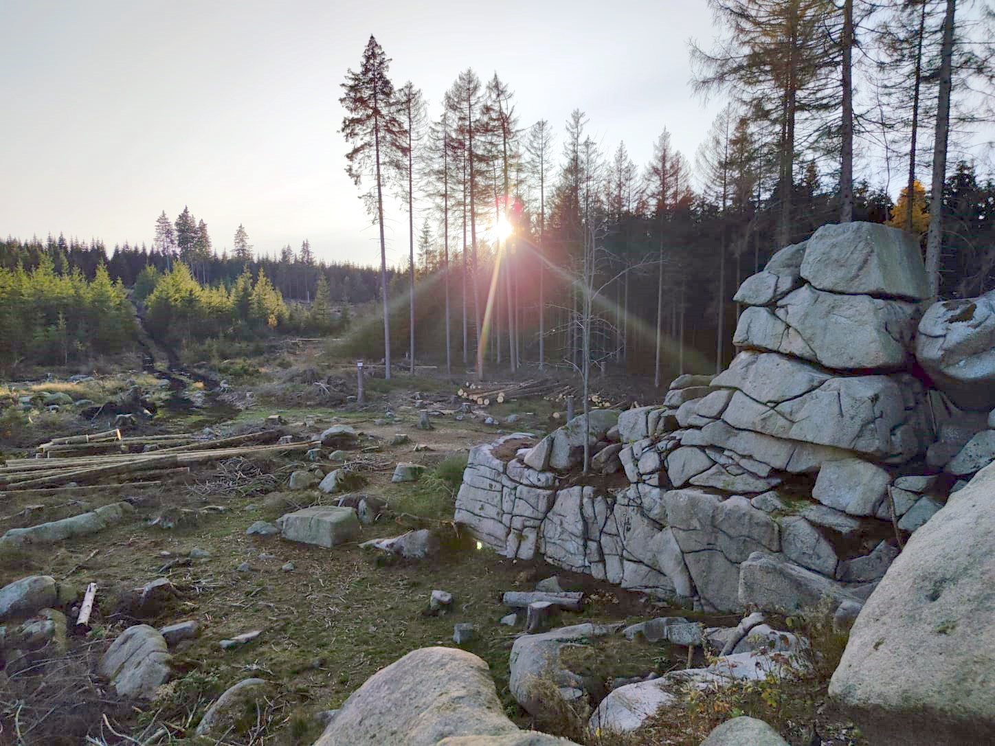 Eine Lichtung im Harz. Um die Lichtung stehen Tannen. Die Sonne steht hinter den Bäumen und blendet. Im Vordergrund ist ein Felsen